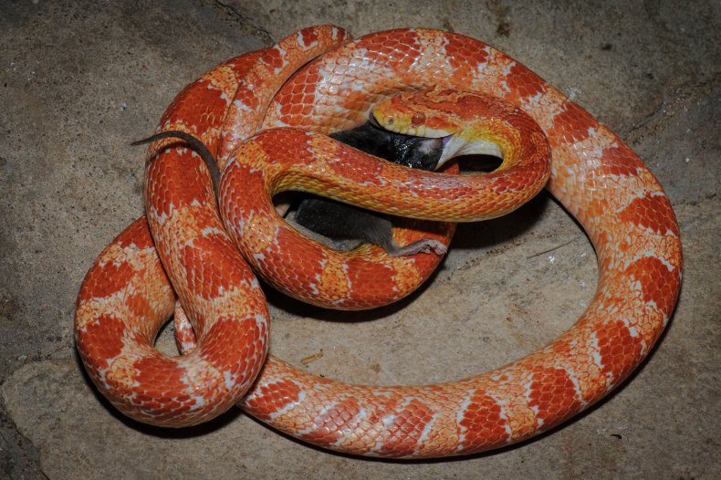 A large corn snake.