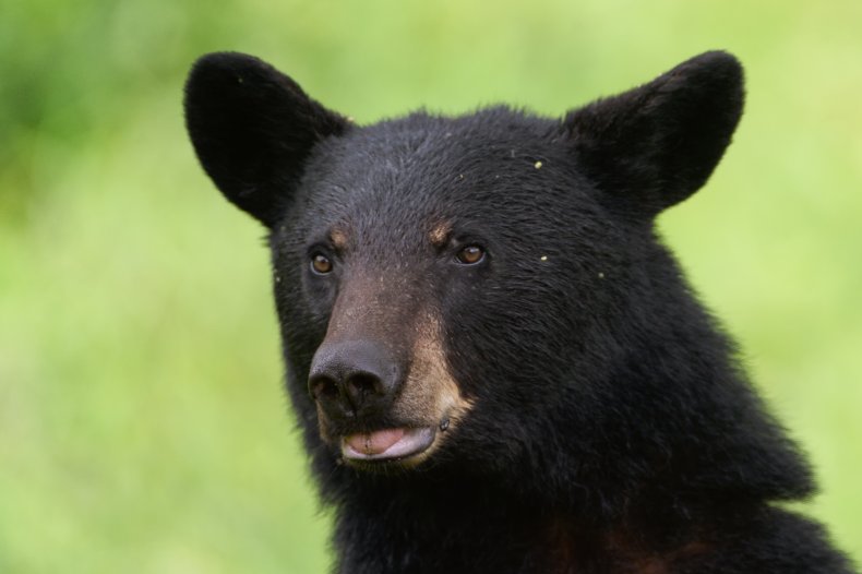 A black bear
