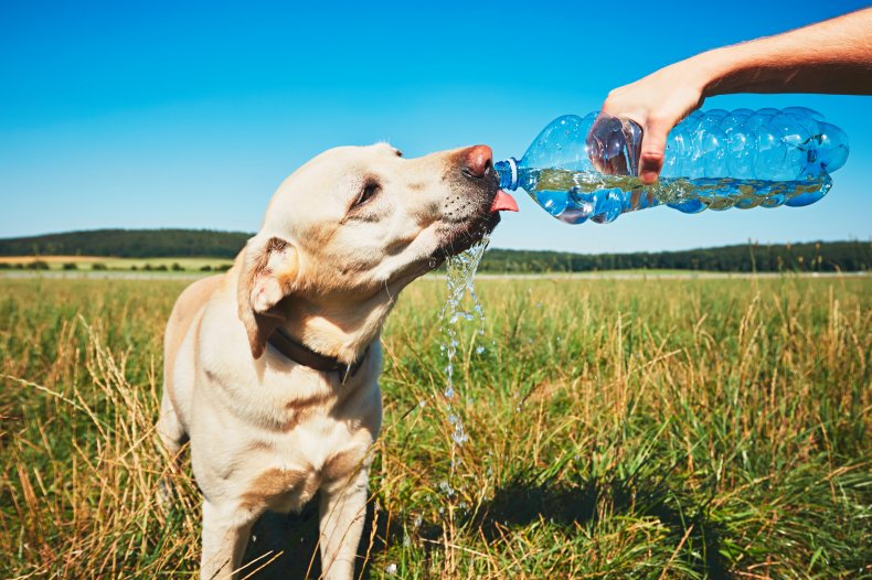 Dog drinks water from plastic bottle