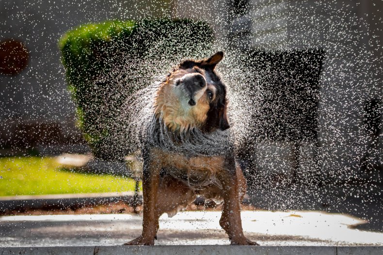 Dog shakes off water
