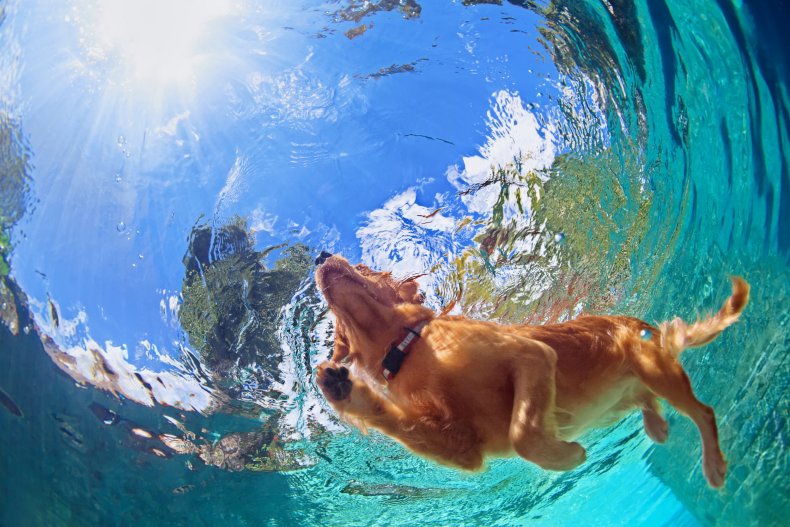 Golden retriever swims in pool
