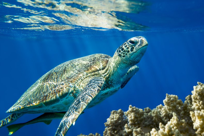 A loggerhead sea turtle