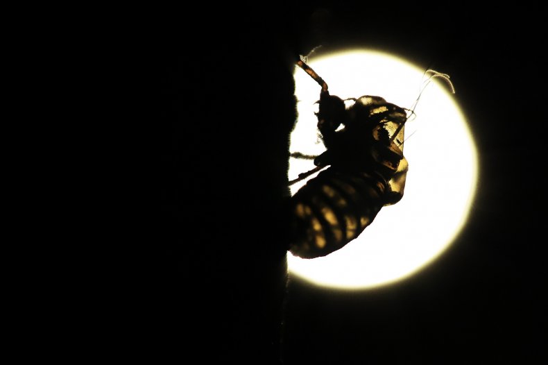 Brood X Cicada