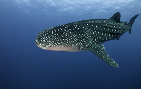 CUL_Map_Citizen Science_Whale Shark
