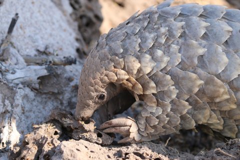 CUL_Map_Citizen Science_ Pangolins