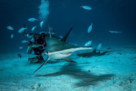 Shark Research Dive Bimini