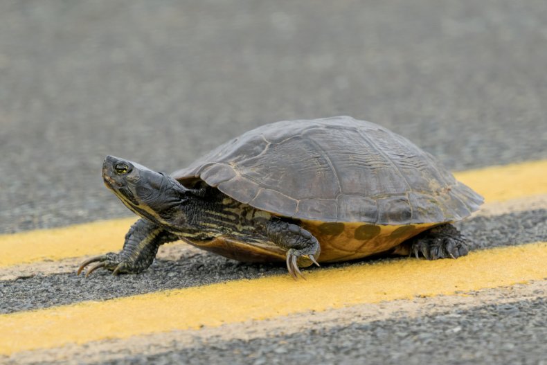 A turtle walking along a road. 