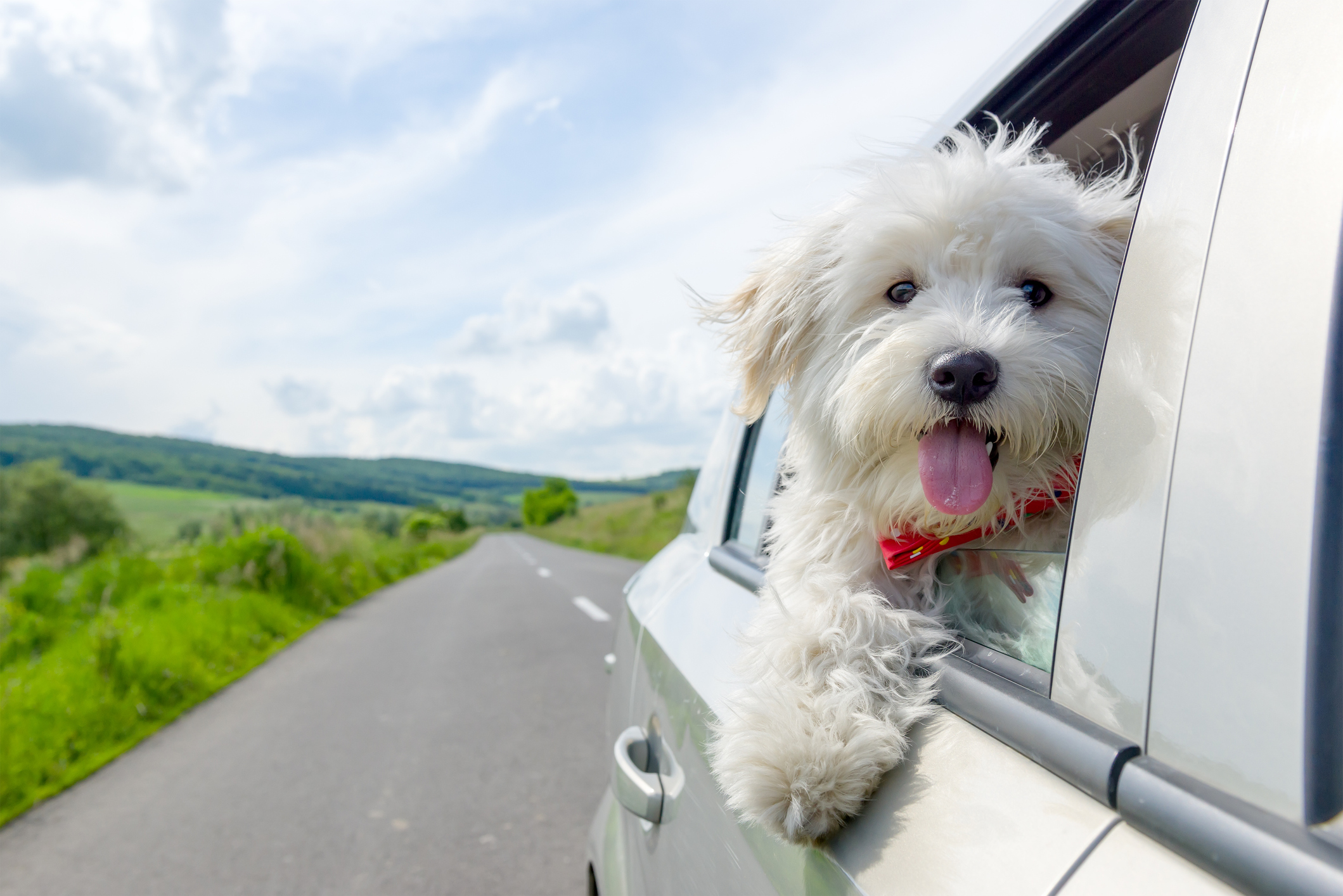 is it safe to fly a puppy