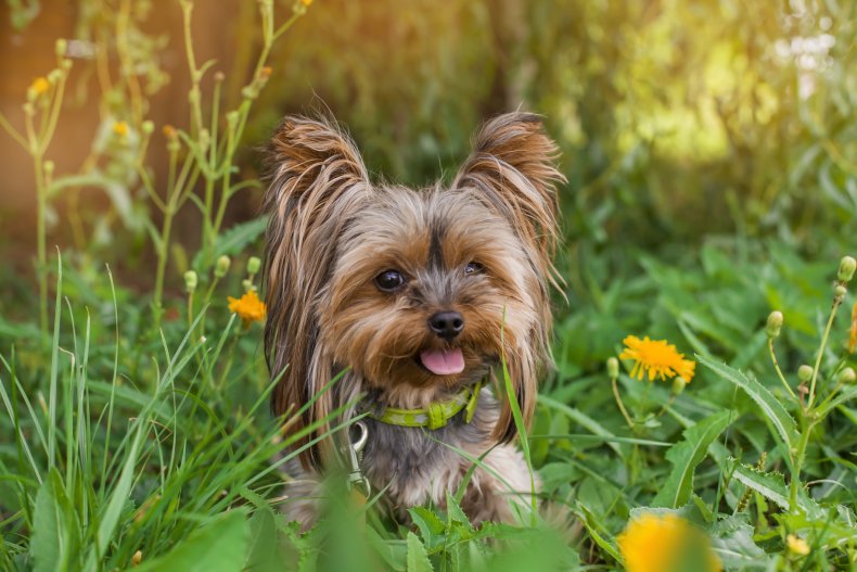 Yorkshire Terrier