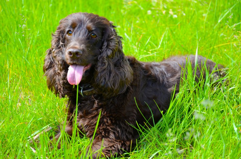 Clumber Spaniel