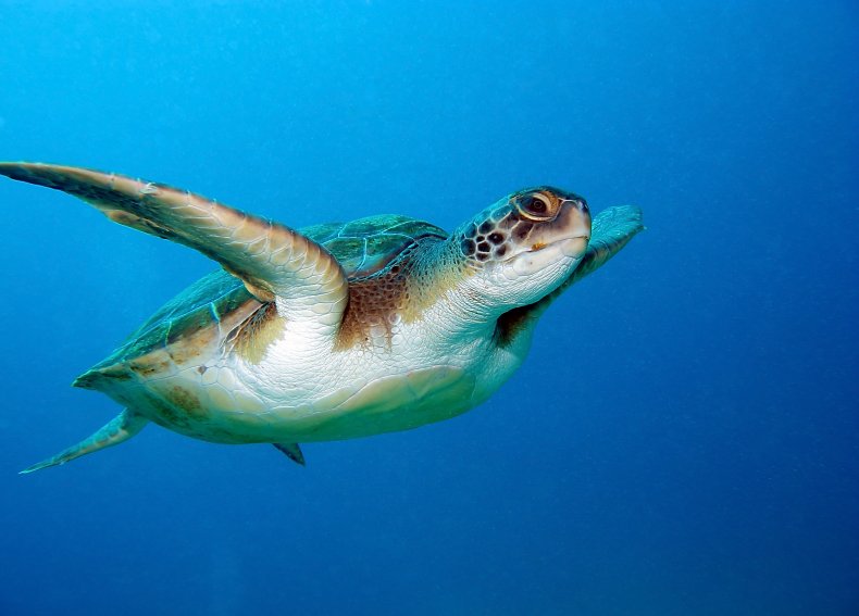 sea turtle, threatened, loggerhead, getty, stock