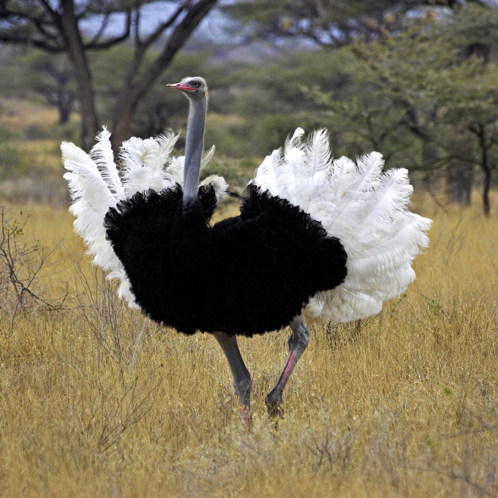 Woman Cuddles Large Ostrich in Incredible Viral Video