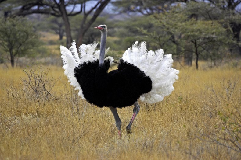 An ostrich 