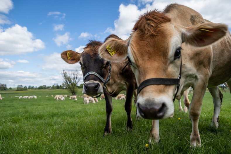 PETA slammed for National Boob Day post