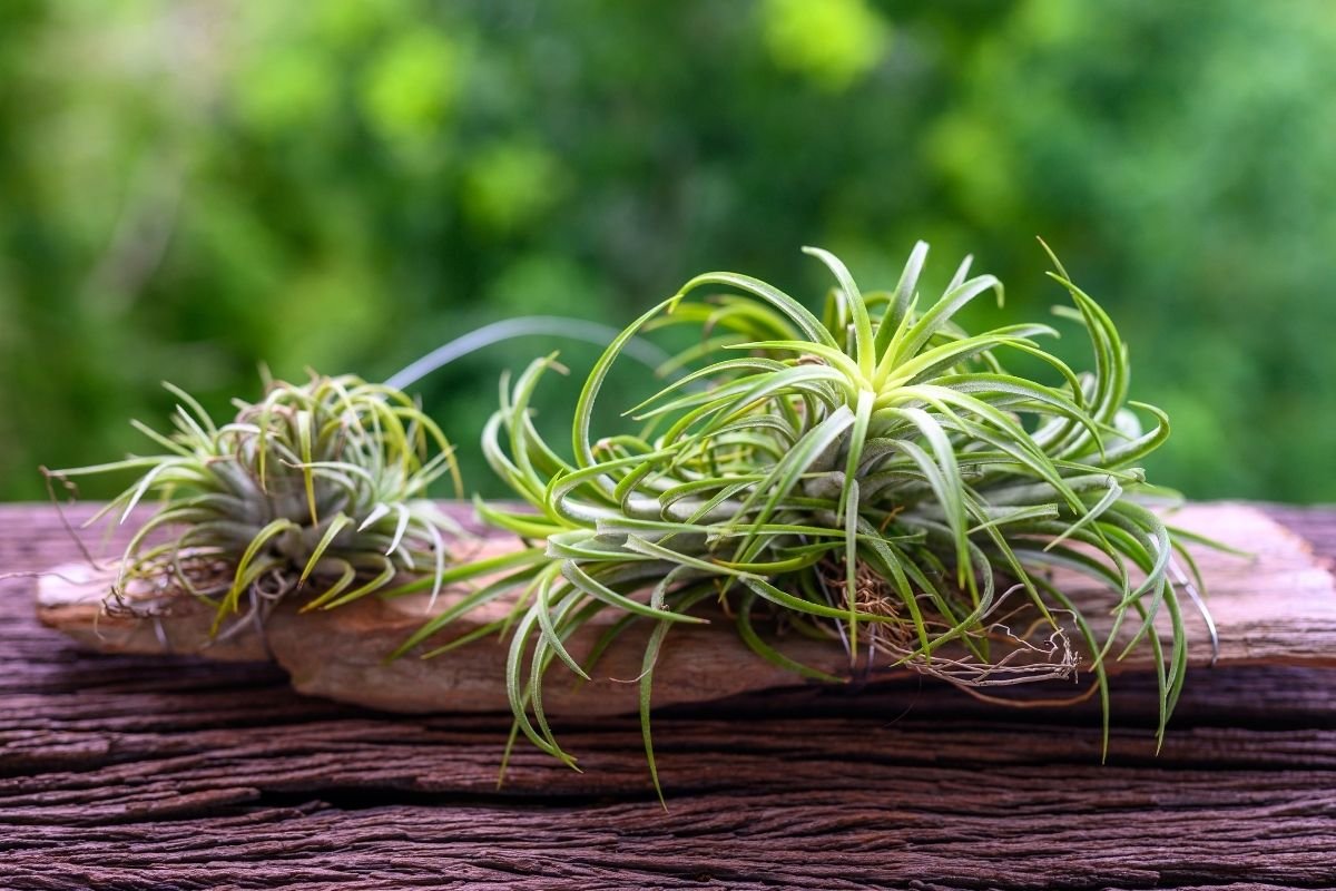 File photo of an air plant