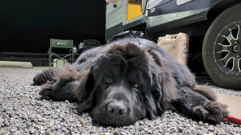 Dog laying by RV