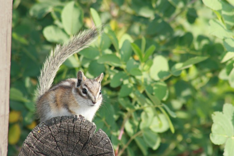 Chipmunk