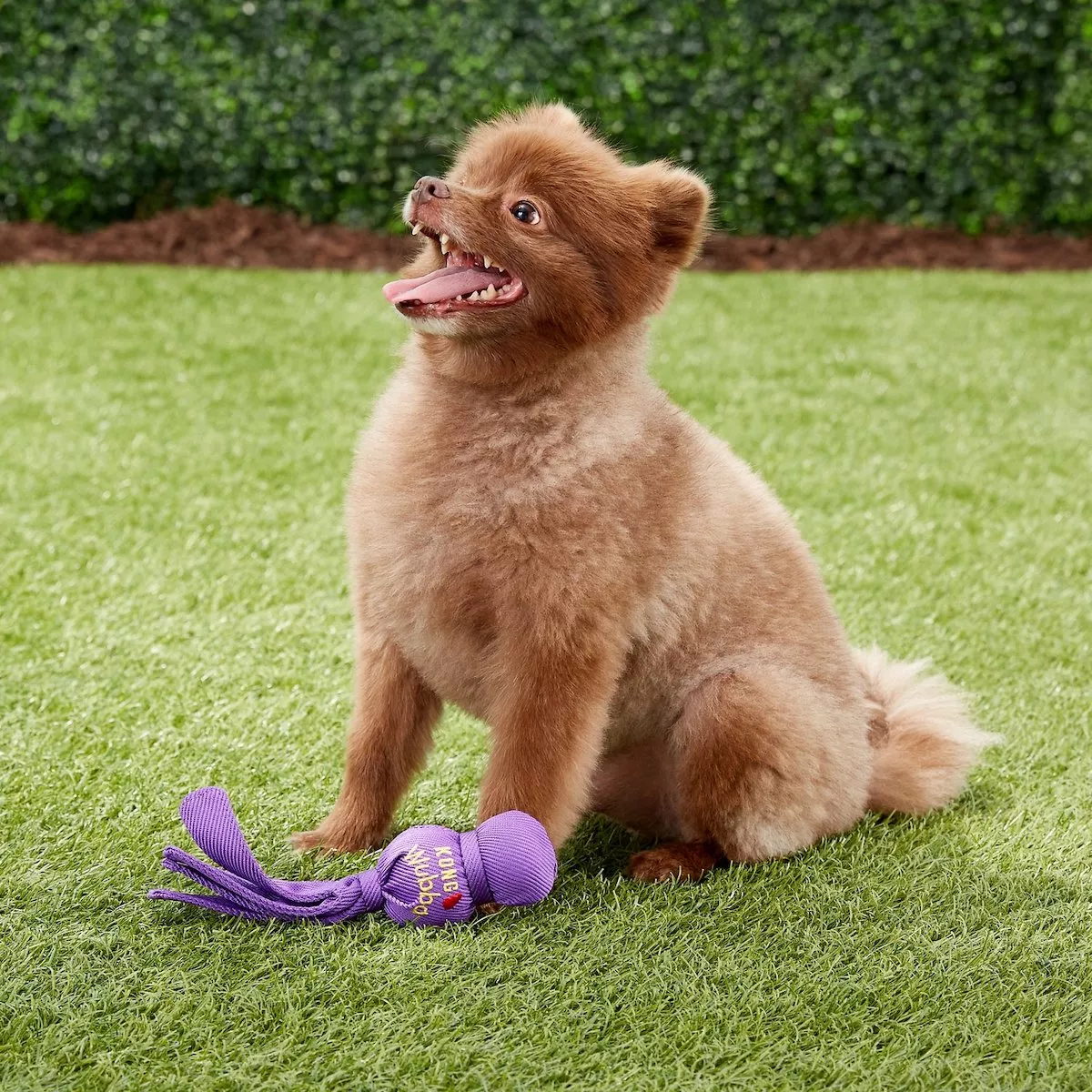 The Best Dog Toys For Retrievers