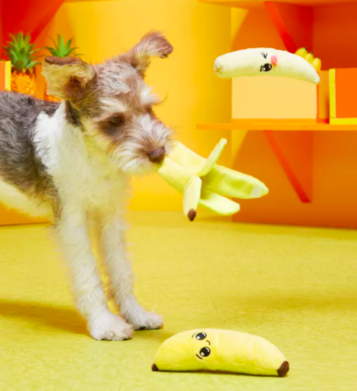 11 of the Best Toys for Small Dogs