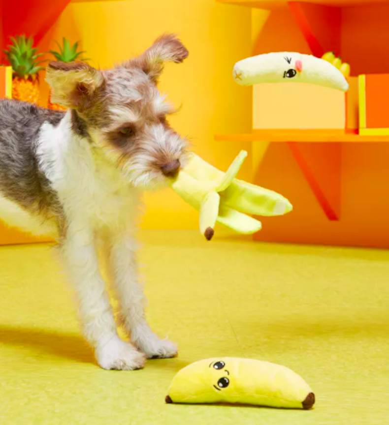 best dog toys for small breeds 10