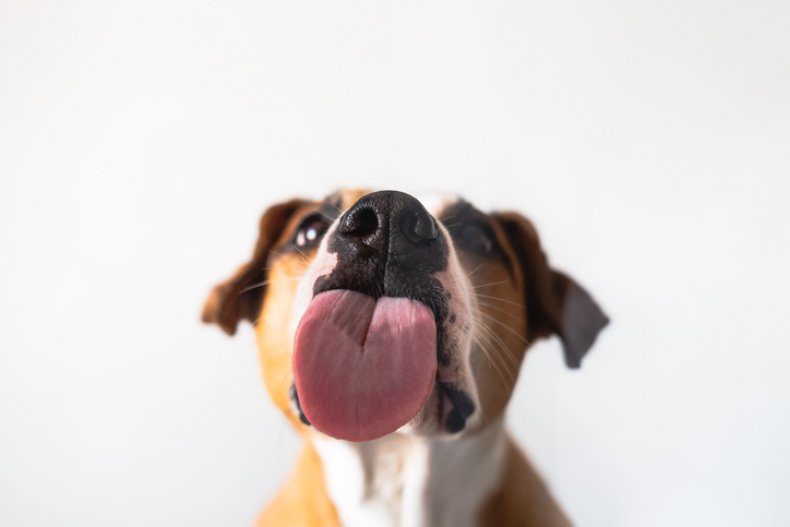 Train Your Dog to Lick on Command