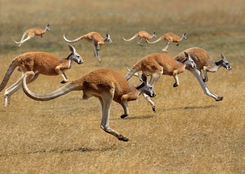 File photo of kangaroo pack. 