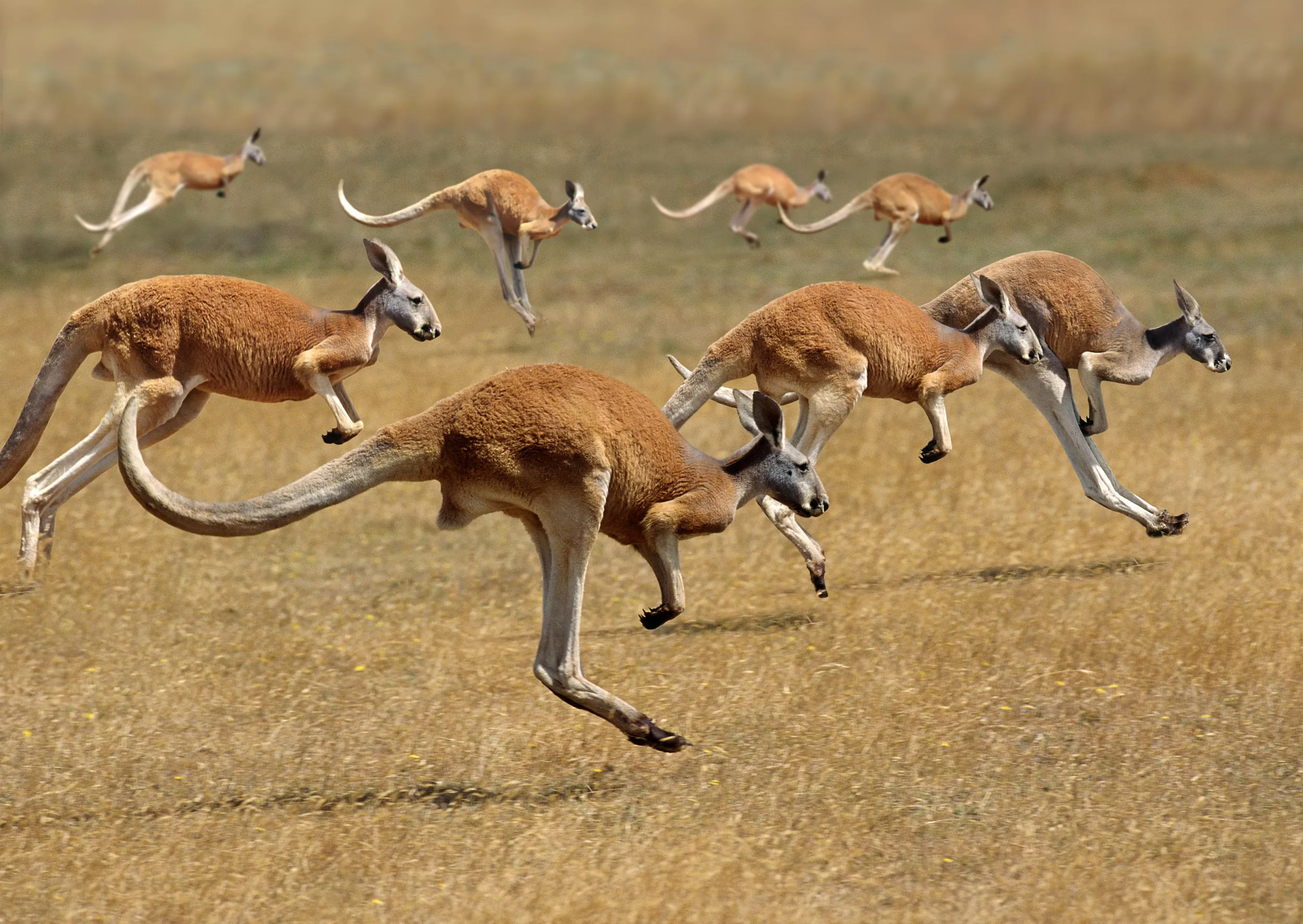 Woman Fears for Her Life After Being Caught in the Path of Kangaroo Stampede