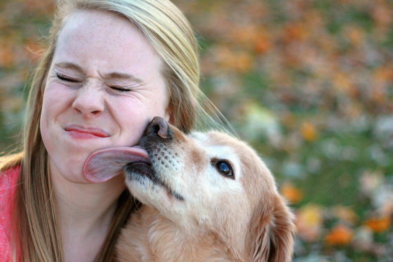 dog begins licking you,