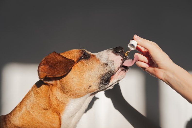 dog's stress levels