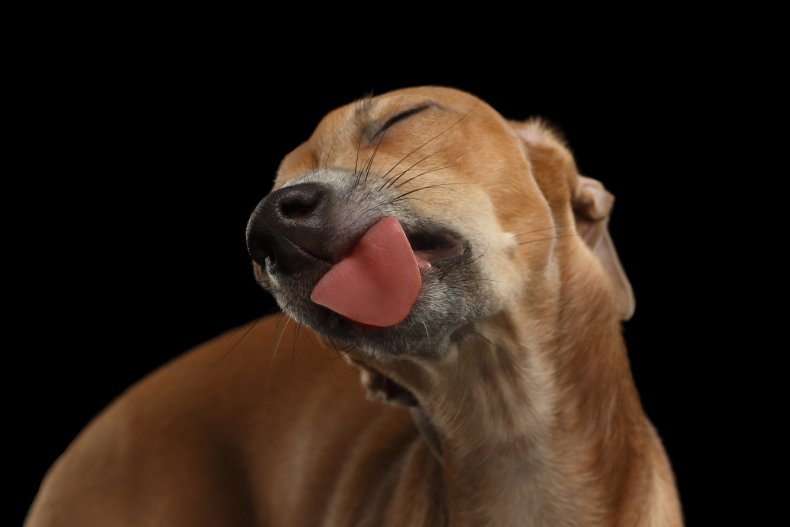 dog licking