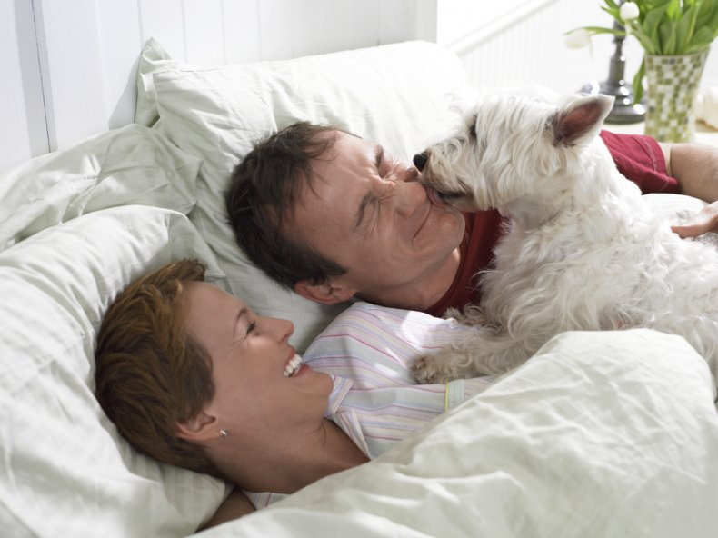 dog lick its owner