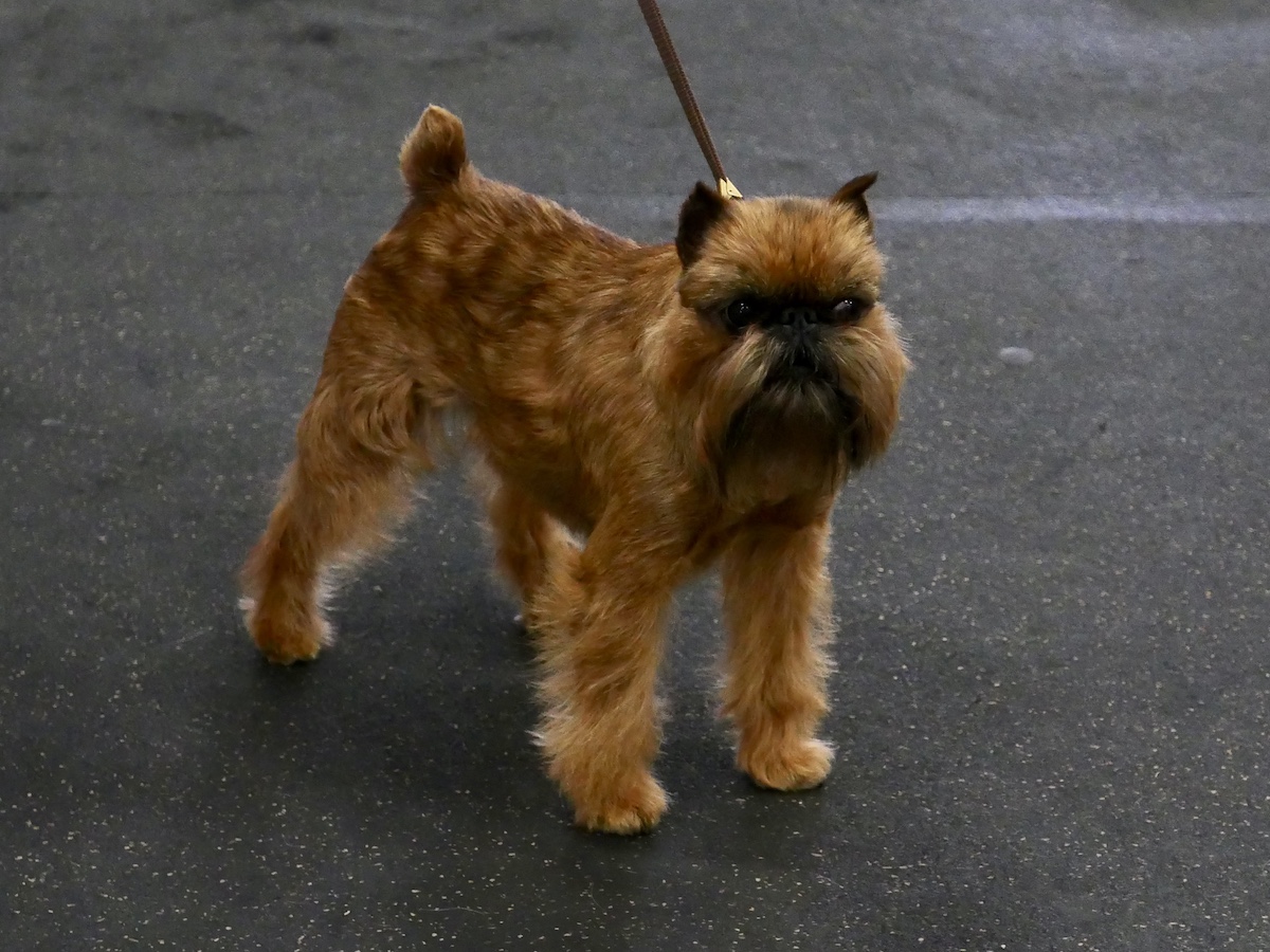 hardy small dog breeds