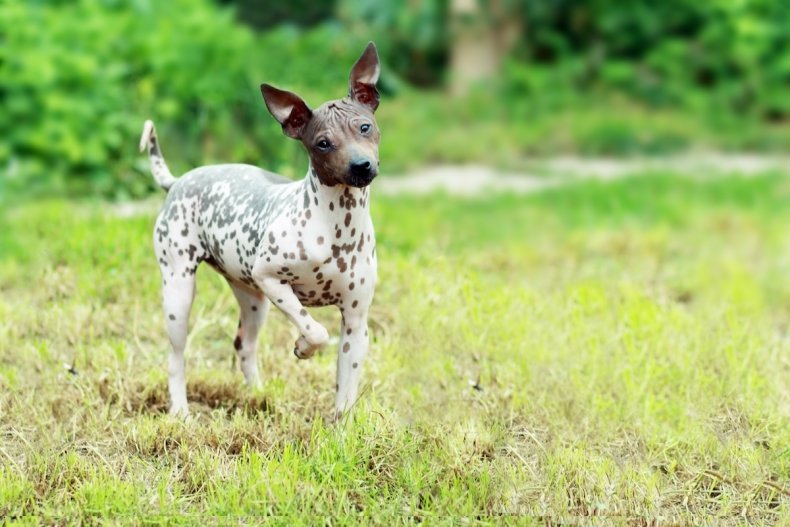 American hairless terrier