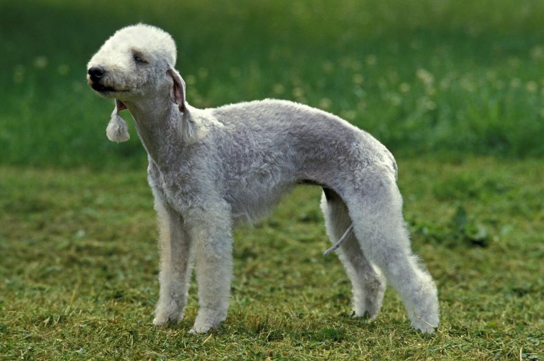 bedlington terrier