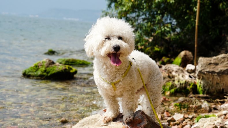 Bichon friese