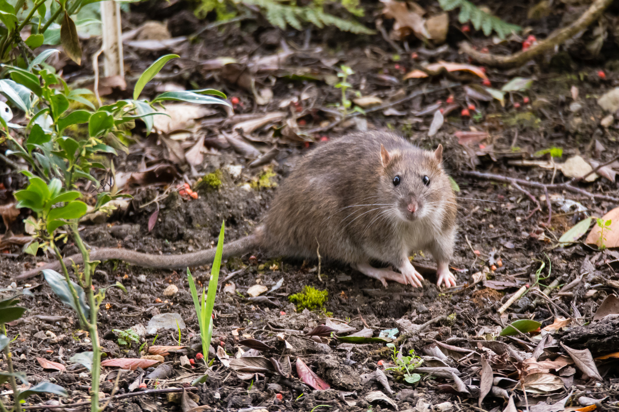 Земляные крысы в огороде фото и описание