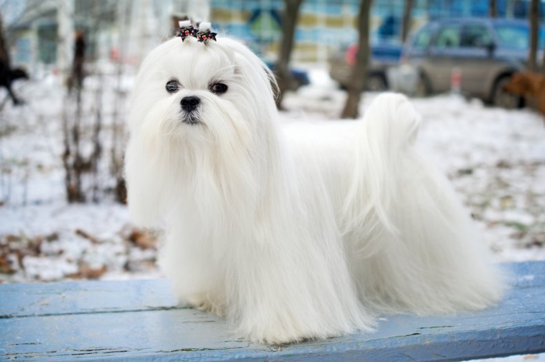 Maltese dog 