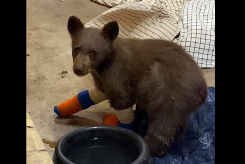 Tamarack Bear Cub