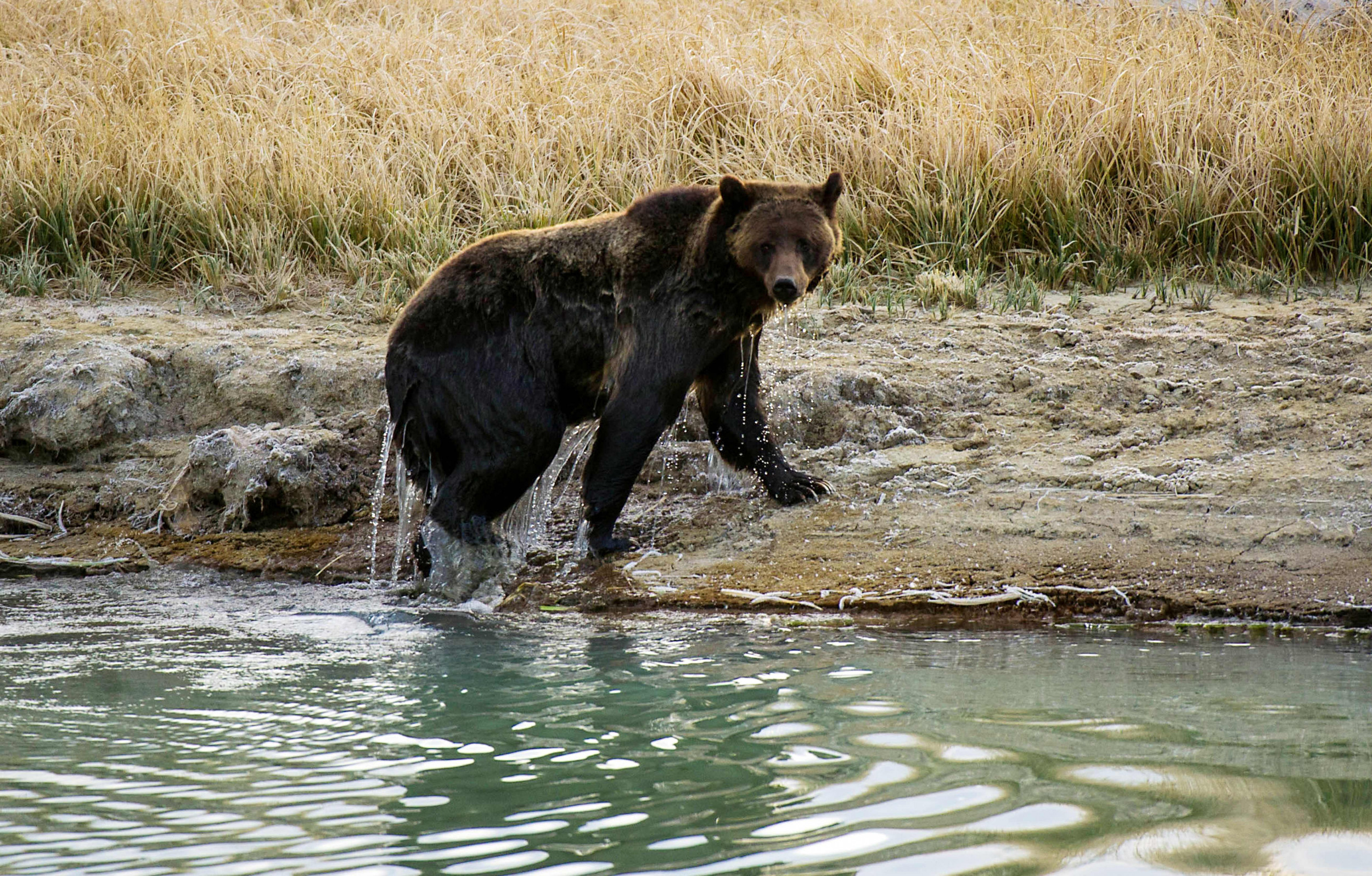 Alaska Shotglass BEAR SHOT with cool molded Grizzly Bear going thru the glass! 