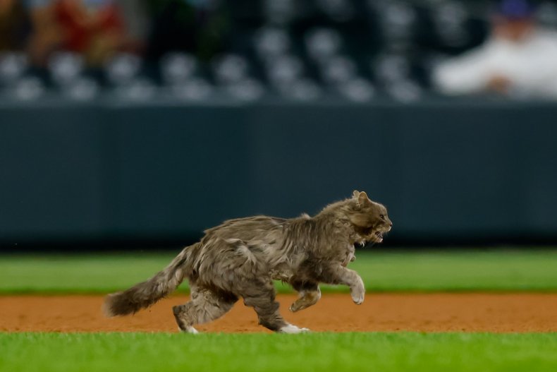 video cat runs on field baseball game