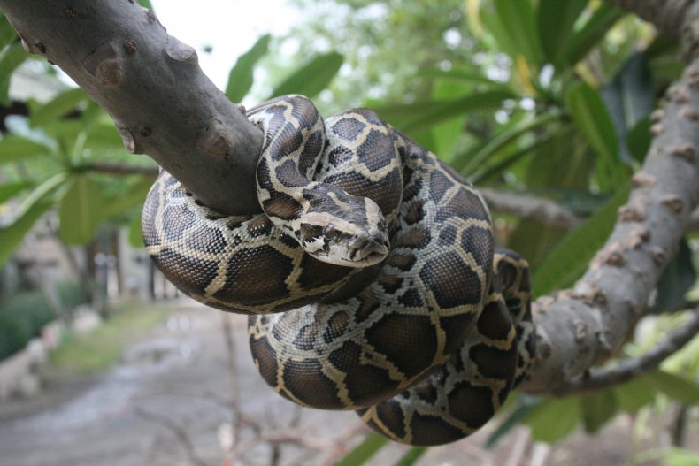 Burmese python in tree