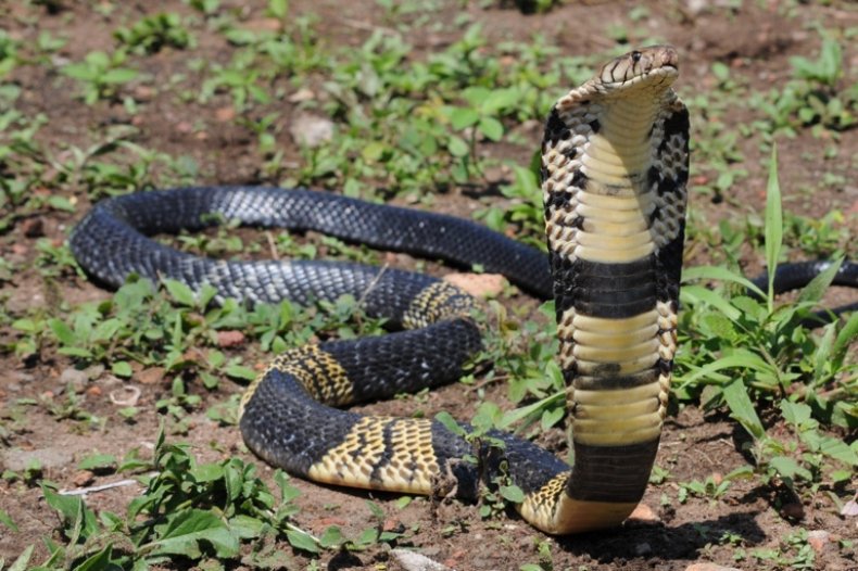 West African Banded Cobra snake