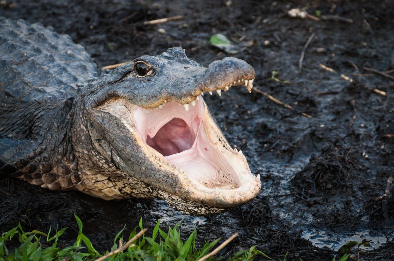 An adult alligator with their mouth open.