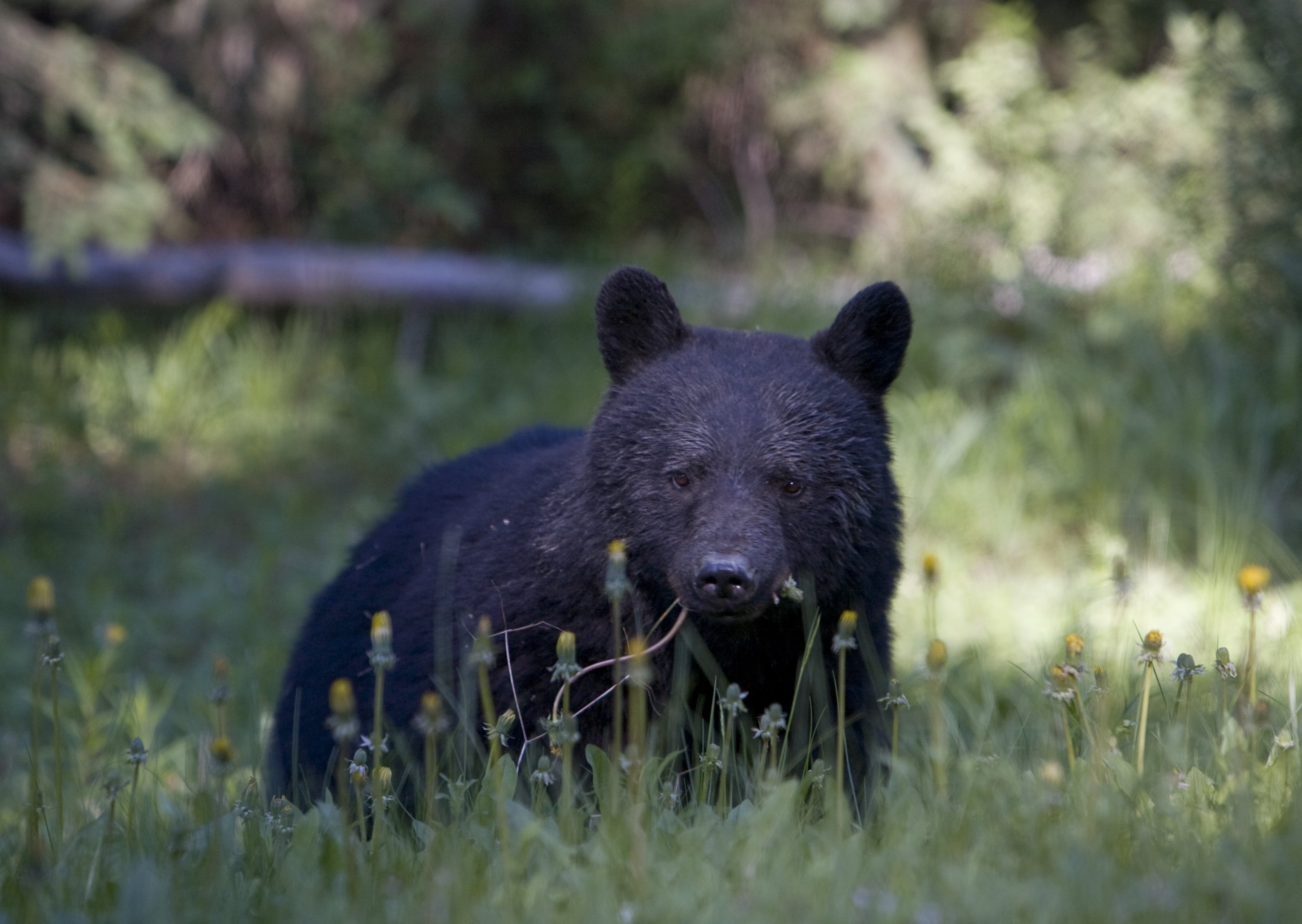 Black Bear Euthanized After Fatally Mauling Woman in Rare Attack