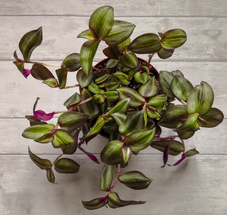 Inchplant