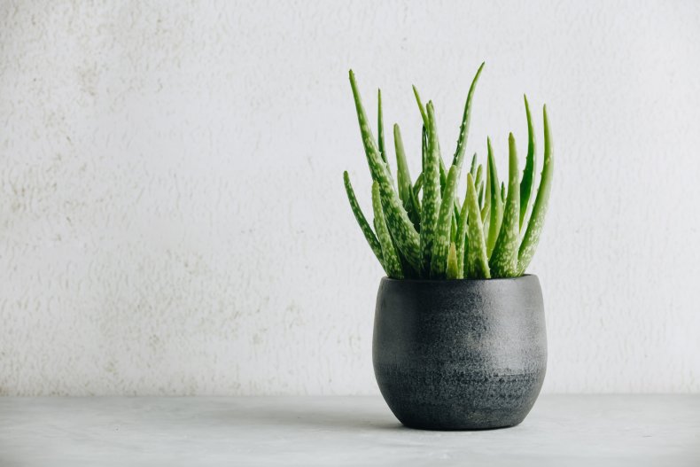 Aloe vera