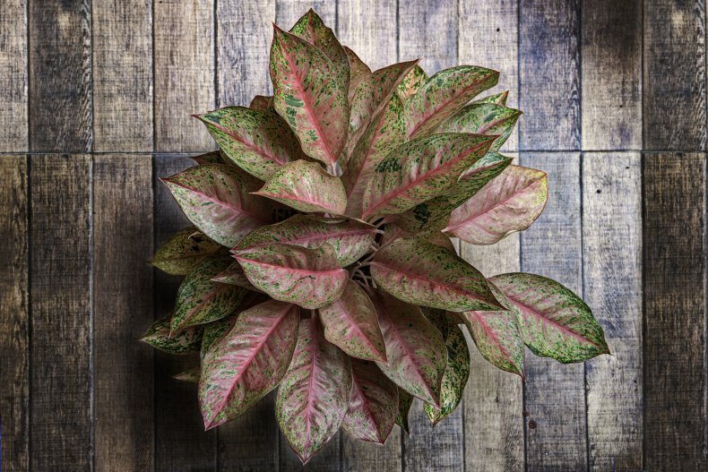 Chinese Evergreen