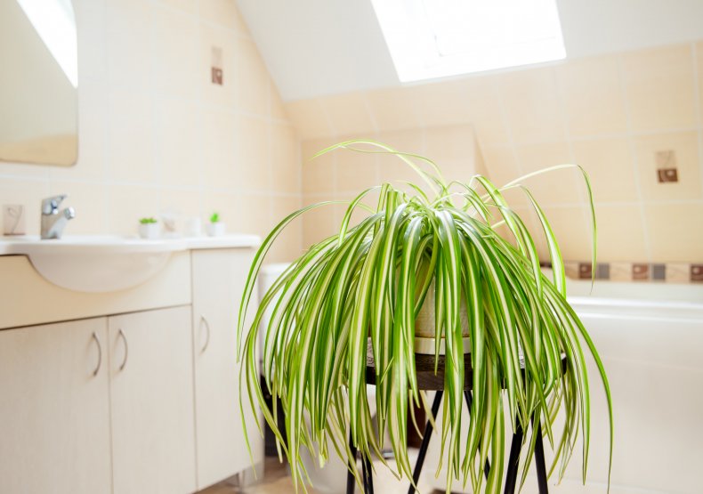 Spider plant