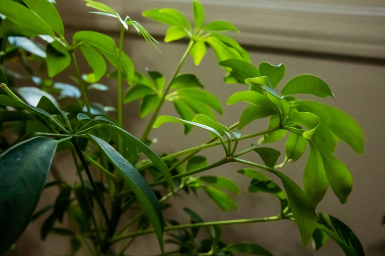 Umbrella plant