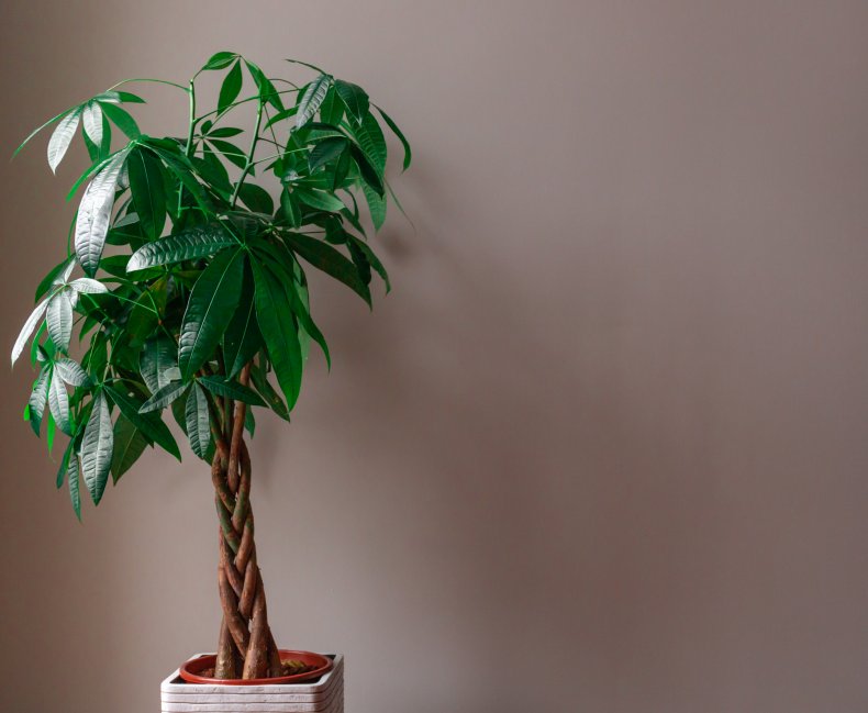 Money tree.